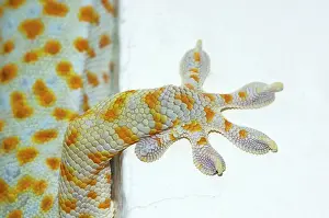 Toes: Tokay Gecko - adult front foot holding onto a corner