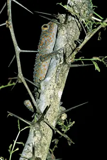 Tokay: Tokay Gecko, Cambodia