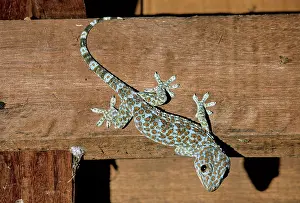 Tokay: Tokay Gecko, Cambodia