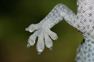 Gecko: Tokay Gecko foot
