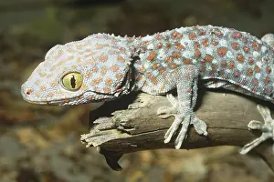 Tokay: Tokay Gecko (Gekko gecko)