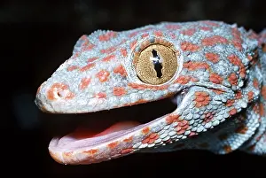 Jaws: TOKAY GECKO - head close up