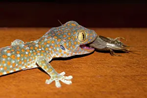 Gecko: Tokay Gecko - with Mole Cricket (Gryllotalpa sp)