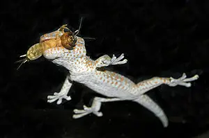 Gecko: Tokay Gecko - with Mole Cricket (Gryllotalpa sp)