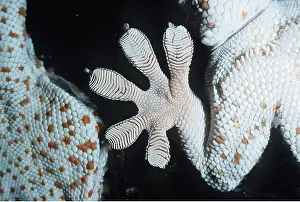 Showing: Tokay Gecko - showing gripping ridges on gecko foot