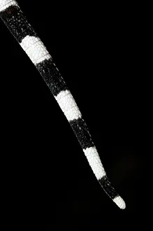 Tokay: Tokay Gecko - tail