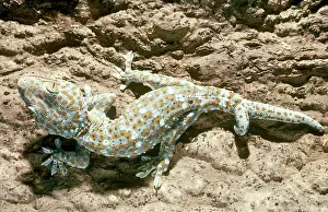 Regrowth: Tokay Gecko with Two Tails