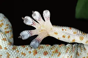 Sticking: Tokay Gecko toe-pads