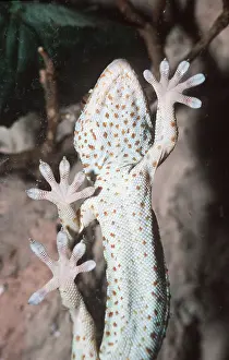 Gecko: TOKAY GECKO - Underside of feet & belly, showing