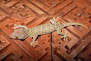 Tokay: Tokay GECKO - on wooden flooring