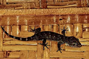 Geckos: Tokay (Gekko gecko)