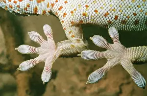 Ridges: TOKAY GEKKO - Underside of feet, showing ridges