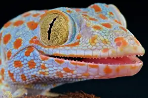 Tokay: Tokeh (Gekko gecko), Indonesia