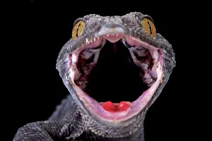 Aggressiveness: Tokeh (Gekko gecko), Indonesia