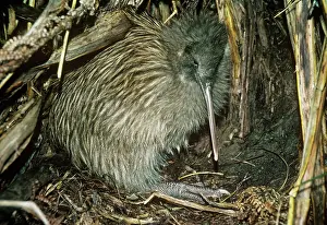 Apteryx: Tokoeka / Stewart Island Brown Kiwi - in burrowS
