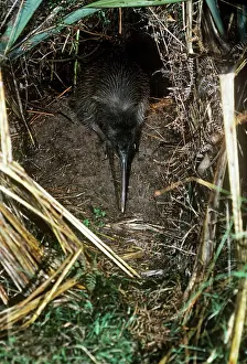Leaving: Tokoeka / Stewart Island Brown Kiwi - female leaving