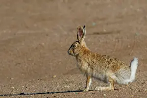 Leporidae: Tolai hare