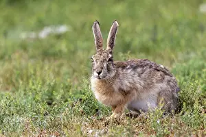 Leporidae: Tolai hare