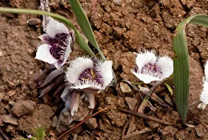 Tolmiei: Tolmie Star-tulip