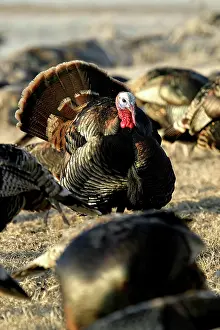 Cocks: Tom Turkey
