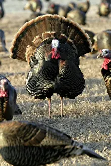 Cocks: Tom Turkey