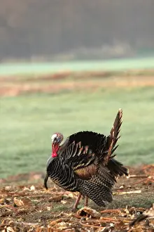 Cocks: Tom Turkey