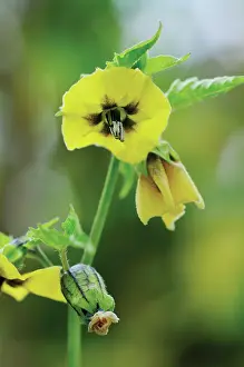 Physalis: Tomatillo