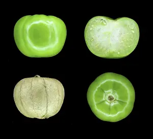 Nightshade: Tomatillo, Four Views