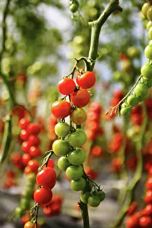 Cordon: Tomato
