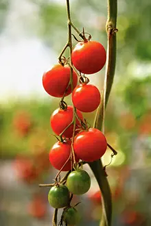 Cordon: Tomato