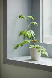 Sufficient: Tomato