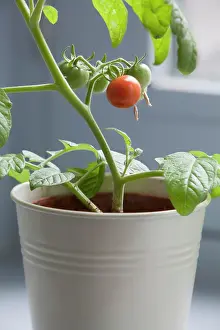 Sufficient: Tomato