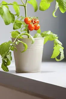 Sufficient: Tomato