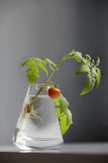 Sufficient: Tomato