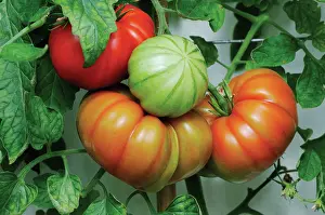 Beef: Tomato