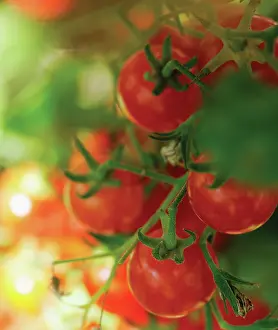 Certified: Tomato