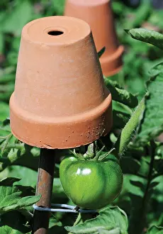 Collected: Tomato