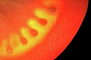 Lycopersicon: Tomato
