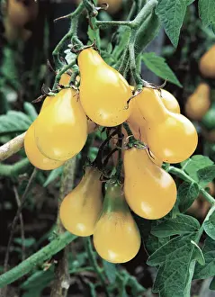 Lycopersicon: Tomato