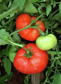 Ripening: Tomato