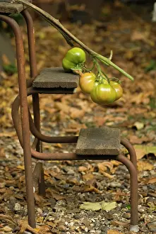 Steps: Tomato