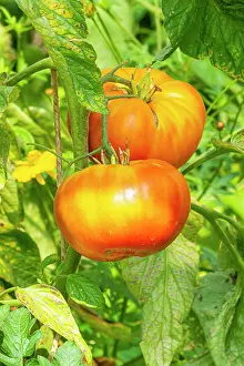 Vegetables: Tomato Ananas, late variety