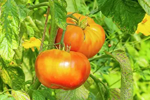 Vegetables: Tomato Ananas, late variety