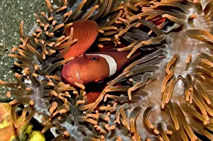 Premnas: Tomato Anemone Fish