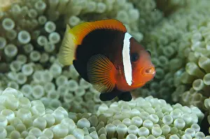 Anemonefish: Tomato Anemonefish - in Bulb Tentacle Anemone (aka