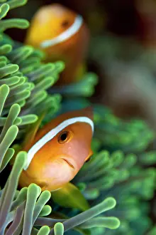 Frenatus: Tomato Anemonefish / Clownfish