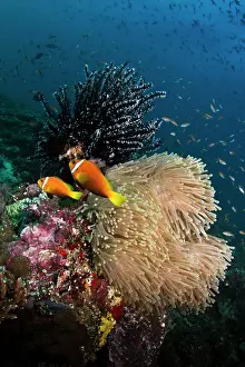 Frenatus: Tomato Anemonefish and Sea Anemone (Stichodactyla