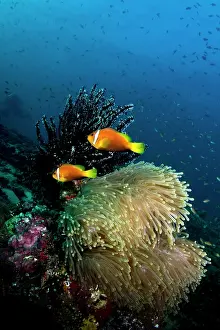 Frenatus: Tomato Anemonefish and Sea Anemone (Stichodactyla