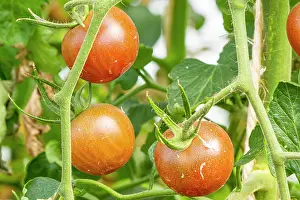 Vegetables: Tomato Cindel F1