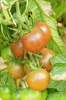 Vegetables: Tomato Cindel F1